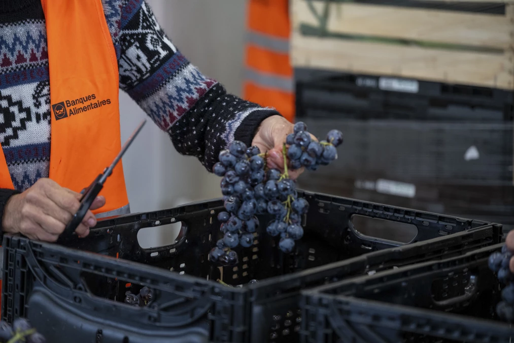 Grappe de raisin triée par un bénévole